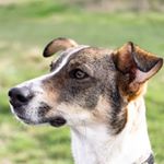 Profile Picture of Baxter Hill (@baxterbonio) on Instagram