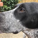 Profile Picture of Barry The Pointer (@barry_pointer1) on Instagram