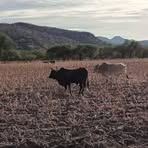 Profile Picture of Genaro Tobon (@genaro.tobon.2025) on Facebook