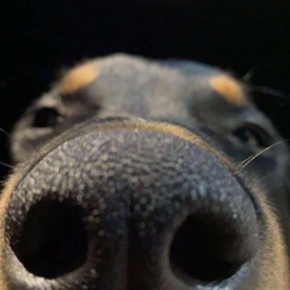 Profile Picture of Mark Bowman (@markykatsup) on Poshmark