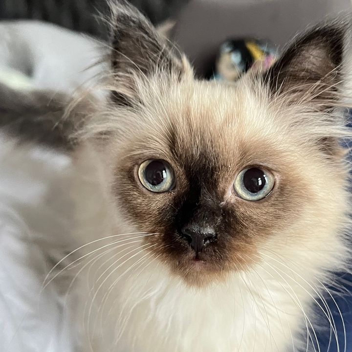 Profile Picture of Floyd (@floyedthecat) on Tiktok