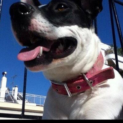 Profile Picture of Christos Zeppatos (@chris_zepp) on Twitter