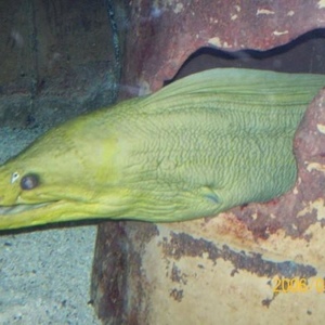 Brian Brumett - Myspace Profile Picture of Brian Brumett (@gizmoejoe) on Myspace