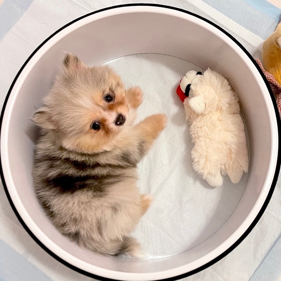 Profile Picture of Willi Chiao (@luckyparti) on Poshmark