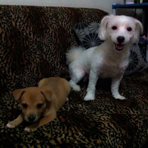 Profile Picture of Rowell Espinola (@boston_brooklyn) on Poshmark