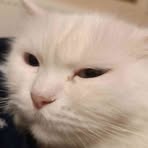 Profile Picture of Adnan Al Ramahi (@Adnan-Al-Ramahi) on Facebook