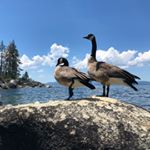 Profile Picture of Shelley and Tony (@sway13) on Instagram