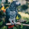 Profile Picture of George the parrot (@@georgeparrot) on Tiktok