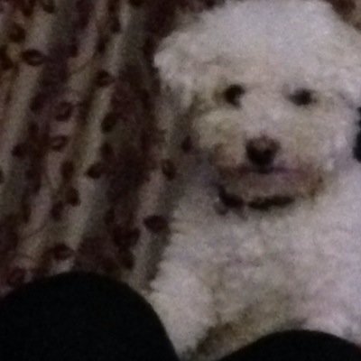 Profile Picture of Nicole Stavroff (@TheNickelFox) on Twitter