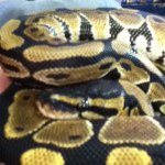 Profile Picture of David DeRitter Jr. (@dderitterjr) on Instagram