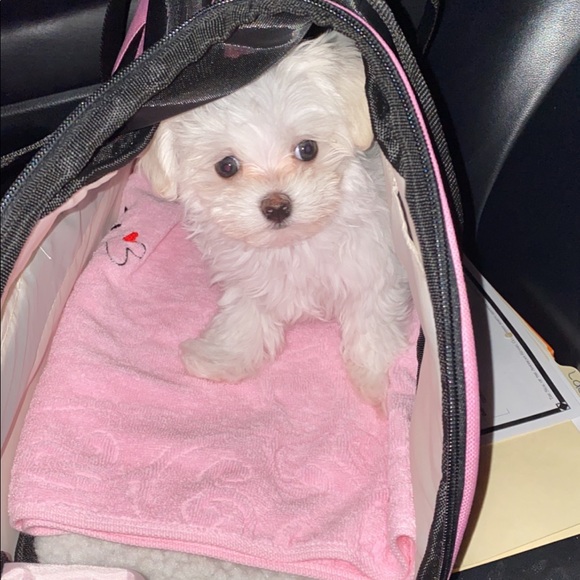 Profile Picture of Joy Yoon (@jyoon524) on Poshmark