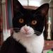 Profile Picture of Michele Partap (@leschat) on Pinterest