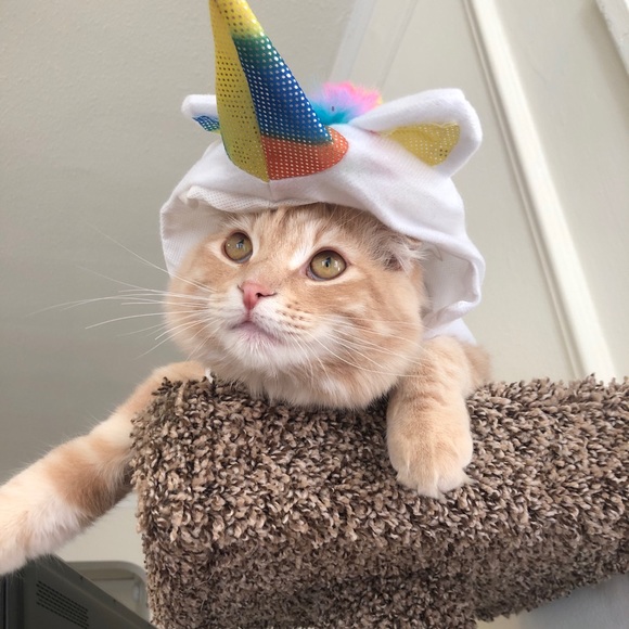 Profile Picture of Ashley Lorton (@a_lorton) on Poshmark