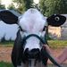 Profile Picture of Joell Koller (@joellkoller) on Pinterest