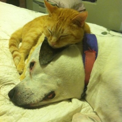 Profile Picture of Susan Cantor (@susalini) on Twitter