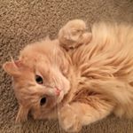 Profile Picture of Jeff Bossert (@bossertjeff) on Instagram