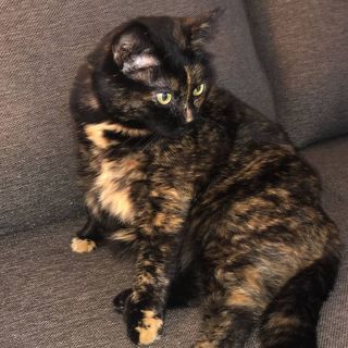 ✨💋Josey Frank✨💋 - Instagram Profile Picture of ✨💋Josey Frank✨💋 (@joseyfrank_) on Instagram