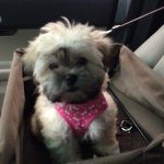 Profile Picture of Leah Schumann (@leah_schumann) on Instagram