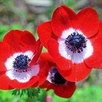 Profile Picture of Nicole Mama to Reece, James and Hope (@user.2997.00.2222) on Instagram