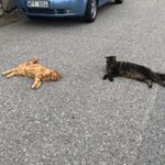 Profile Picture of Frank_Iris (@frankoiris) on Instagram