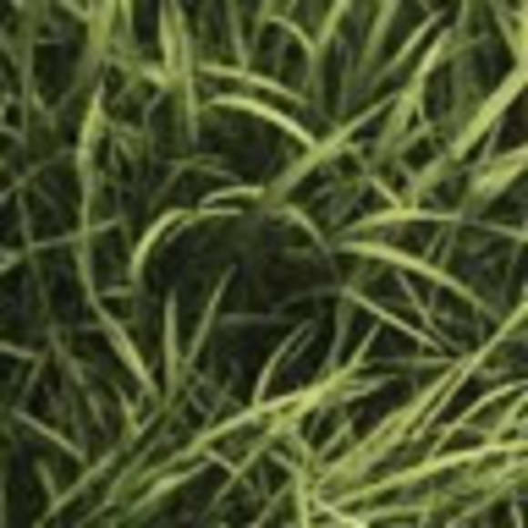 Profile Picture of Terry Wong (@twongtoronto) on Poshmark