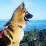 Profile Picture of OSCAR (@oscar_germanshepherd) on Instagram