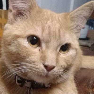 Profile Picture of Na Pat Wan (@NaPatWan3) on Twitter