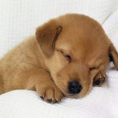 Profile Picture of Daniela Leo (@danielaleo1982) on Twitter
