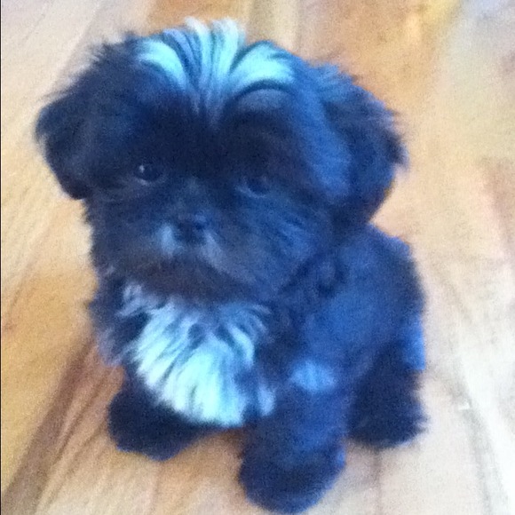 Profile Picture of Elise Kreitner (@ispeaksign) on Poshmark