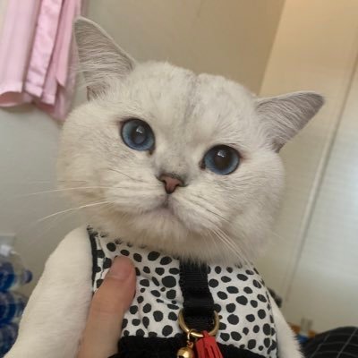 Profile Picture of Zoe Liu (@zoeliu84522157) on Twitter