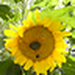 Profile Picture of David Bradbrook (@dav*jon) on Flickr