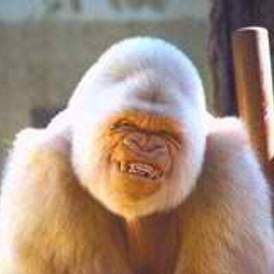 Profile Picture of Michael Thomason (@mike88100) on Twitter