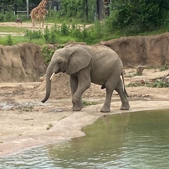 Profile Picture of Joselyn Gotay (@jgotay78) on Poshmark