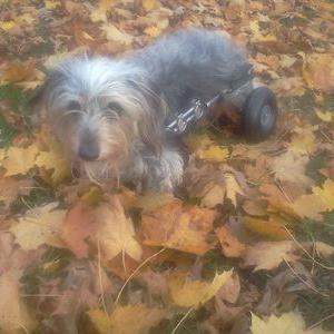 Profile Picture of Lori Vickers (@lori_vickers) on Twitter