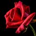 Profile Picture of Julia Rose (@Julia-Rose) on Facebook