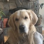 Profile Picture of Amy Vrahas Hall (@amyhall0201) on Instagram