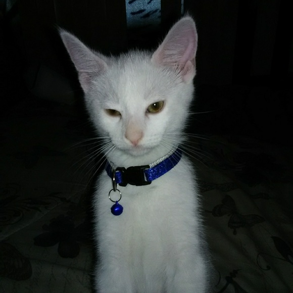 Profile Picture of Eva Rodriguez (@evarodriguez934) on Poshmark