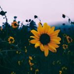 Profile Picture of Lillian Tracy (@lillian.tracy20) on Instagram