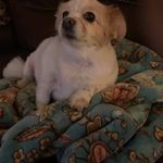 Profile Picture of Debbie Maffei-Elmendorf (@debbiemaffeielmendorf) on Instagram