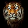 Profile Picture of trevaughngibbs (@trevaughngibbs) on Tiktok
