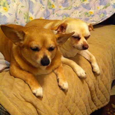 Profile Picture of Cathy Reid-Williams (@Hmngbrd55) on Twitter