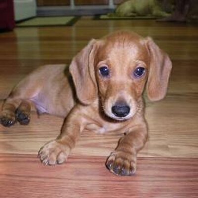 Profile Picture of Debbie Krause (@thumper22685) on Twitter