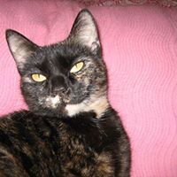 Profile Picture of Janet Arnott (@arnott1234) on Pinterest