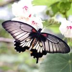 Profile Picture of Erica Browning (@socialbutterflyeee111) on Instagram