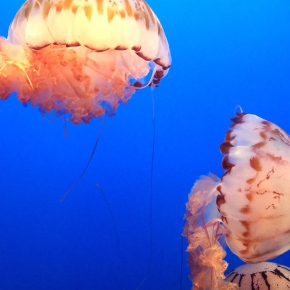 Profile Picture of Elizabeth Pruette (@mc1endon) on Poshmark