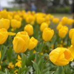 Profile Picture of Michelle Pirro (@michelle.pirro.75) on Facebook