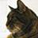 Profile Picture of Jadefalcon (@jadefalcon) on Flickr