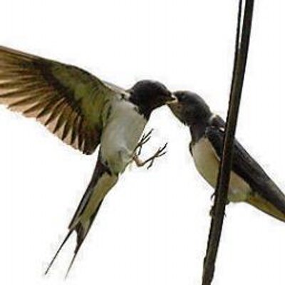 Profile Picture of Lili Pan Liang (@LiliPanLiang) on Twitter