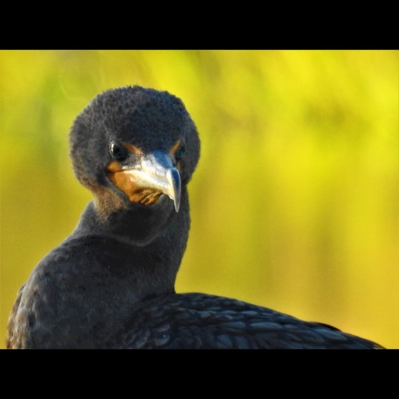 Profile Picture of Chris Pallotti (@mikiboy) on Poshmark