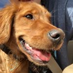 Profile Picture of Maverick James Boroff (@maverick_the__golden) on Instagram